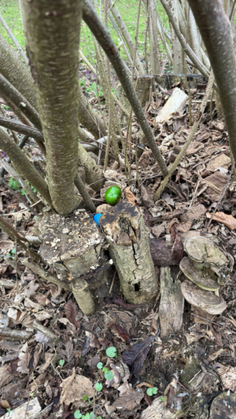 Bild-20260330-065549-8abb957c