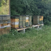 Mehr über den Artikel erfahren WiWö bei den Bienen